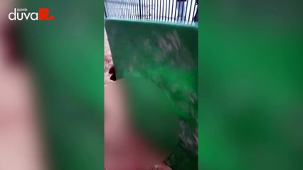 Konya'da köpek ölümü: Burası barınak değil hapishane...