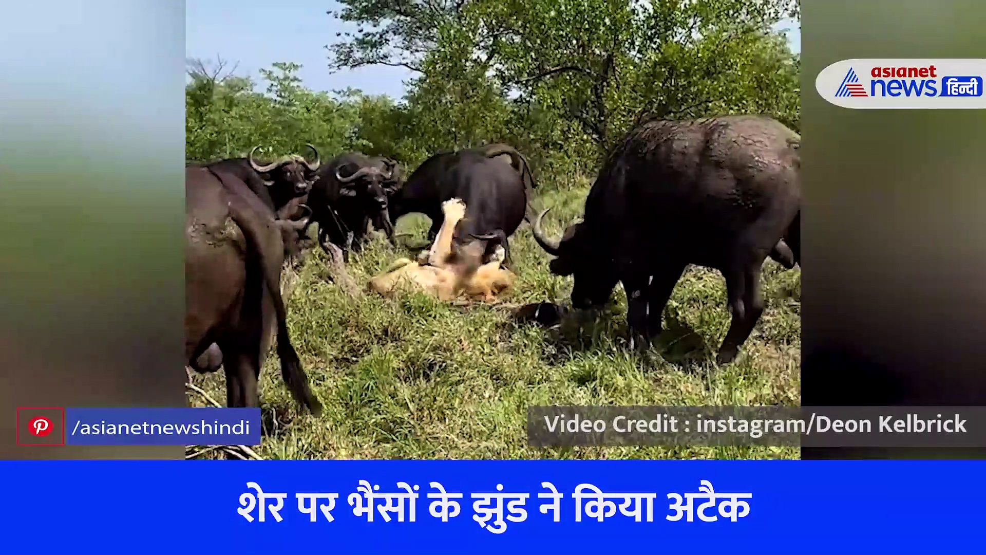 जंगल के राजा को भैंसों ने उठा-उठाकर पटका, बना दिया फुटबॉल