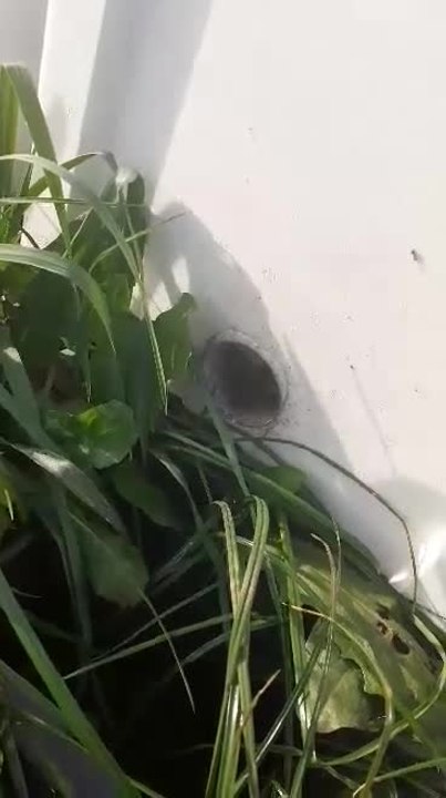 Les abeilles de Pailhe attaquées par des frelons asiatiques qui tentent de rentrer dans leur ruche