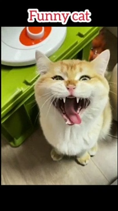 funny cat-funniest cats