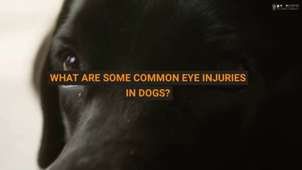 What Are Some Common Eye Injuries in Dogs?