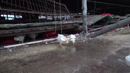 DÜZCE'DE DEPREMİN YARALARI SARILIYOR