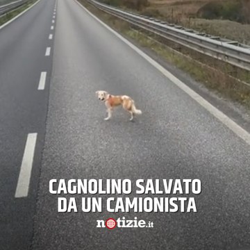 Cagnolino sulla Statale 36: scortato e salvato da un camionista