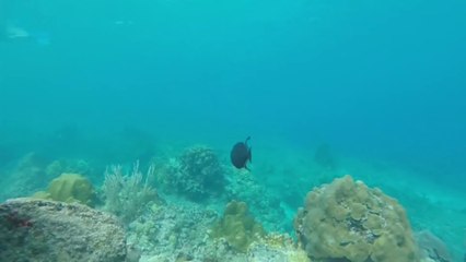 Informative pictures for kids/children بچوں کے لیے معلوماتی تصاویر