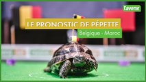 Belgique - Maroc: le prono de Pépette la tortue