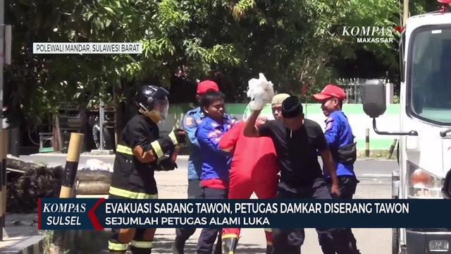 Evakuasi Sarang Tawon, Petugas Damkar Disengat Tawon Vespa