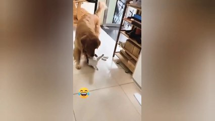 Best baby cats and dogs videos compilation #10 || #2022