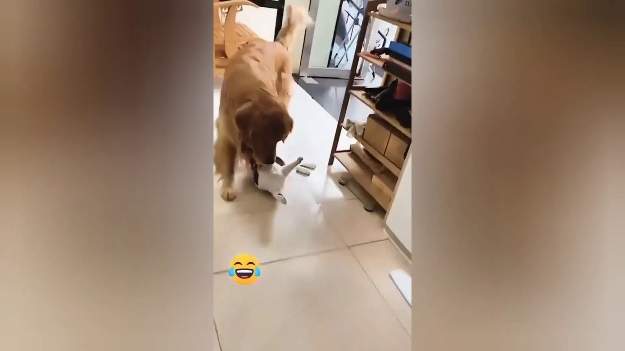 Best baby cats and dogs videos compilation #10 || #2022