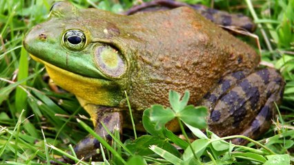 Bullfrog __ Descriptions, Characteristics and Facts!_HD