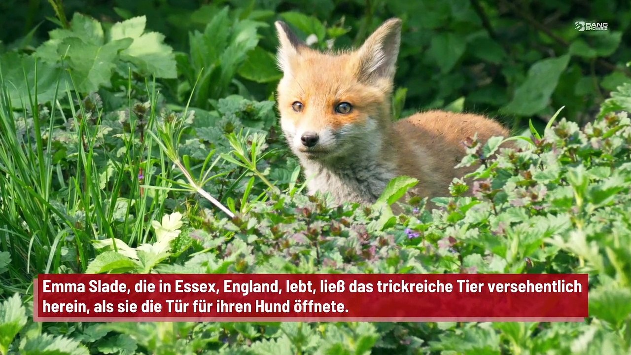 Fuchs plündert eine Küche