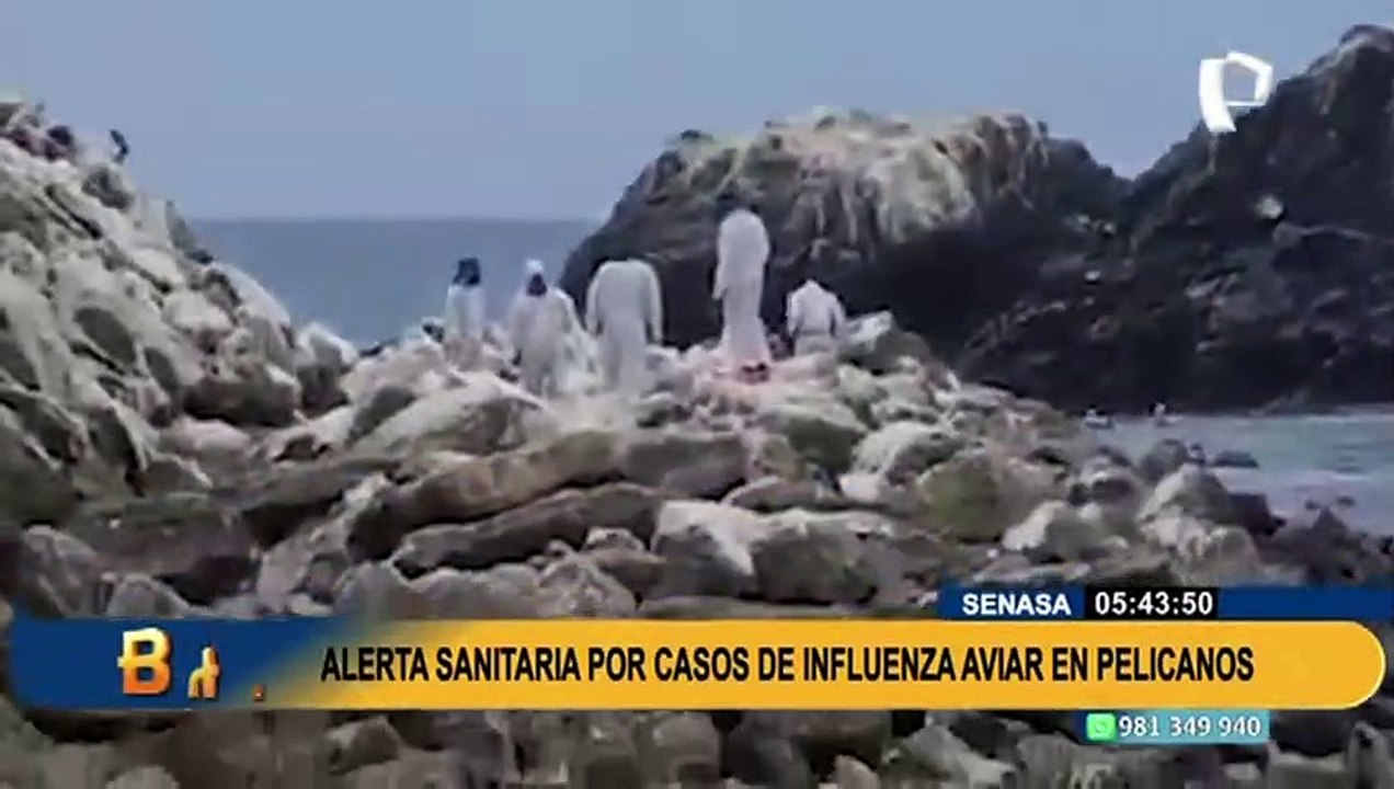 Declaran alerta sanitaria a nivel nacional ante presencia de influenza aviar
