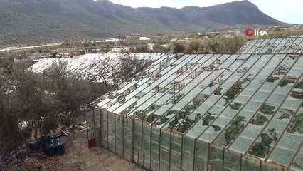 Mersin'de dolu felaketi... Cam seraları yerle bir oldu