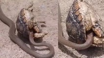 Snake Video: कछुए का शिकार करने उसकी खाल में घुस गया कोबरा, कुछ ही देर में दांव पड़ा उल्टा