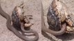 Snake Video: कछुए का शिकार करने उसकी खाल में घुस गया कोबरा, कुछ ही देर में दांव पड़ा उल्टा