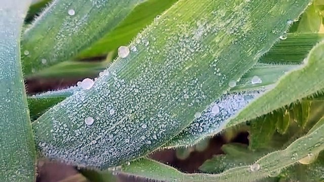 Geada volta a pintar de branco campos na Serra de SC