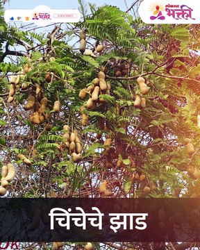 हि 3 झाड घरा जवळ लावू नका अन्यथा घर उध्वस्त होईल