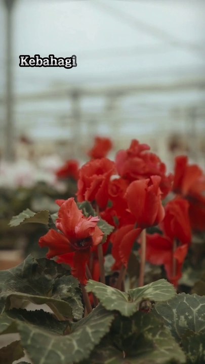 Motivasi Hidup Dan Inspirasi Terbaik