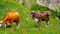 Farm Animal Sounds: Cows, buffaloes and goats.