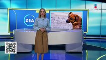 Buscan hogar para 80 perros rescatados de una casa en Nezahualcóyotl