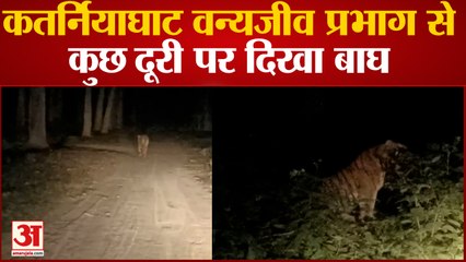 Bahraich News : कतर्नियाघाट वन्यजीव प्रभाग से कुछ दूरी पर दिखा बाघ, अलर्ट मोड में आया वन विभाग