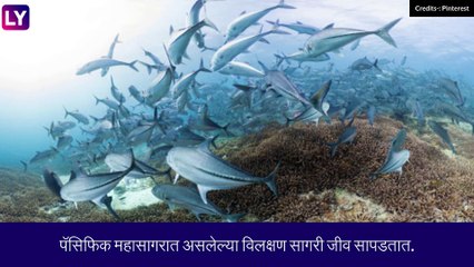 Fish: पॅसिफिक महासागरात सापडला अनोखा जीव, व्हिडीओ पाहून व्हाल हैराण