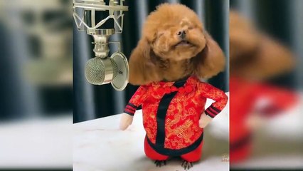 Best Talent - Cute and Funny Animals Videos Compilation _ Aww Animals