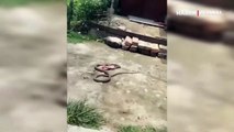 'Anne terliği' atılan yılanın kahkaha attıran videosu izlenme rekoru kırdı