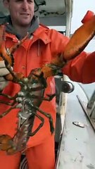 Maine lobster crusher vs pincher claw