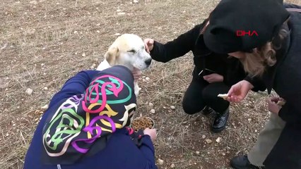 Hayvan bakımevindeki işkenceye 2 gözaltı: Müdür açığa alındı