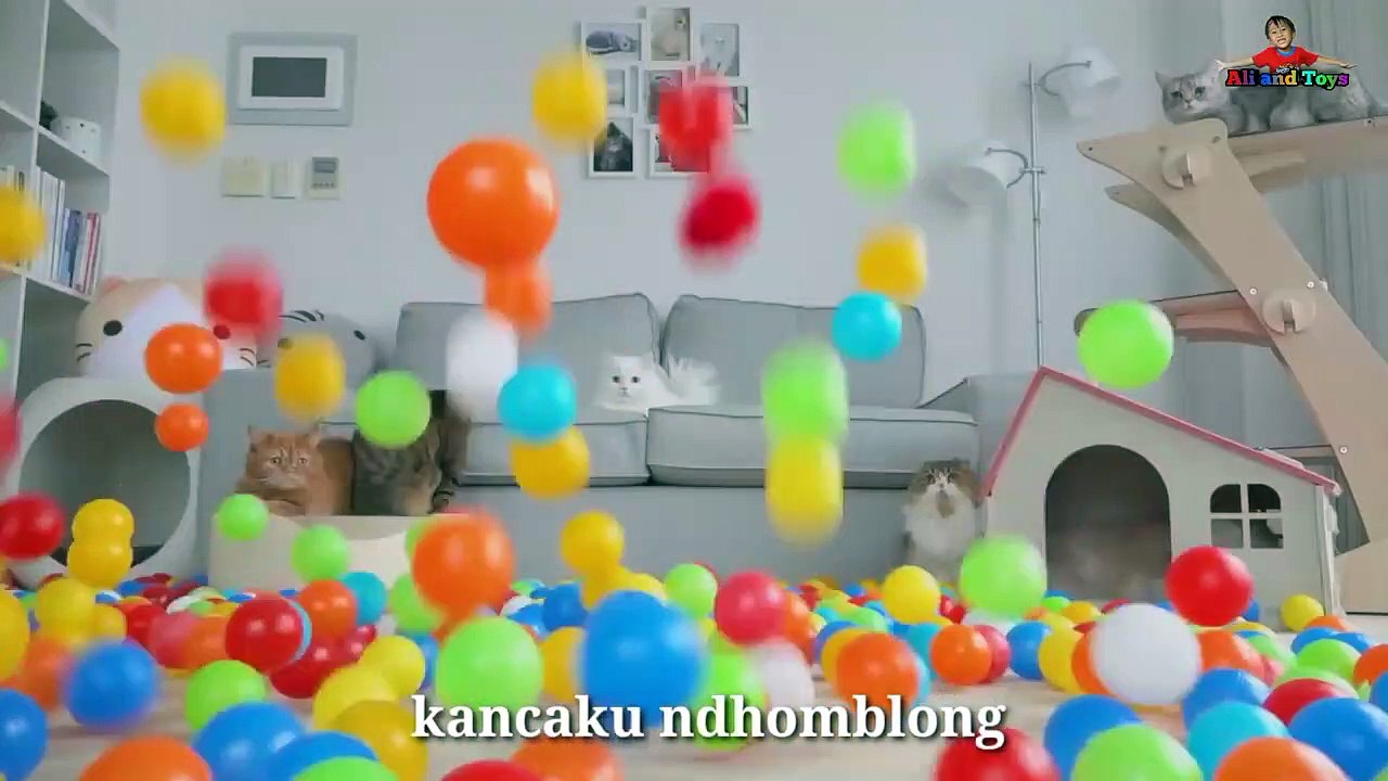 Lagu Anak Terpopuler Kucingku telu kabeh lemu lemu Kucing lucu meong meong