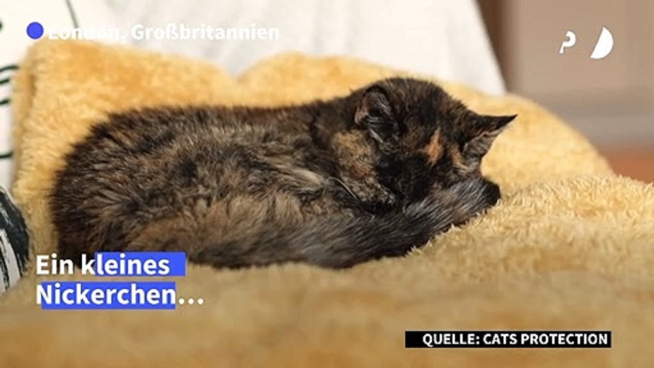 Flossie ist offiziell die älteste lebende Katze der Welt