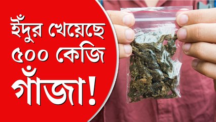 ইঁদুর খেল গাঁজা!