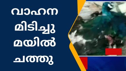 ശക്തികുളങ്ങരയിൽ അജ്ഞാതവാഹനം ഇടിച്ചു മയിൽ ചത്തു