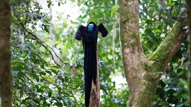 the beautiful dance of the bird of paradise