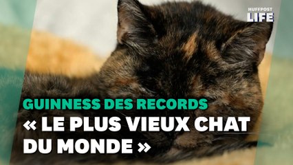 Le « plus vieux chat du monde » s’appelle Flossie et il a presque 27 ans