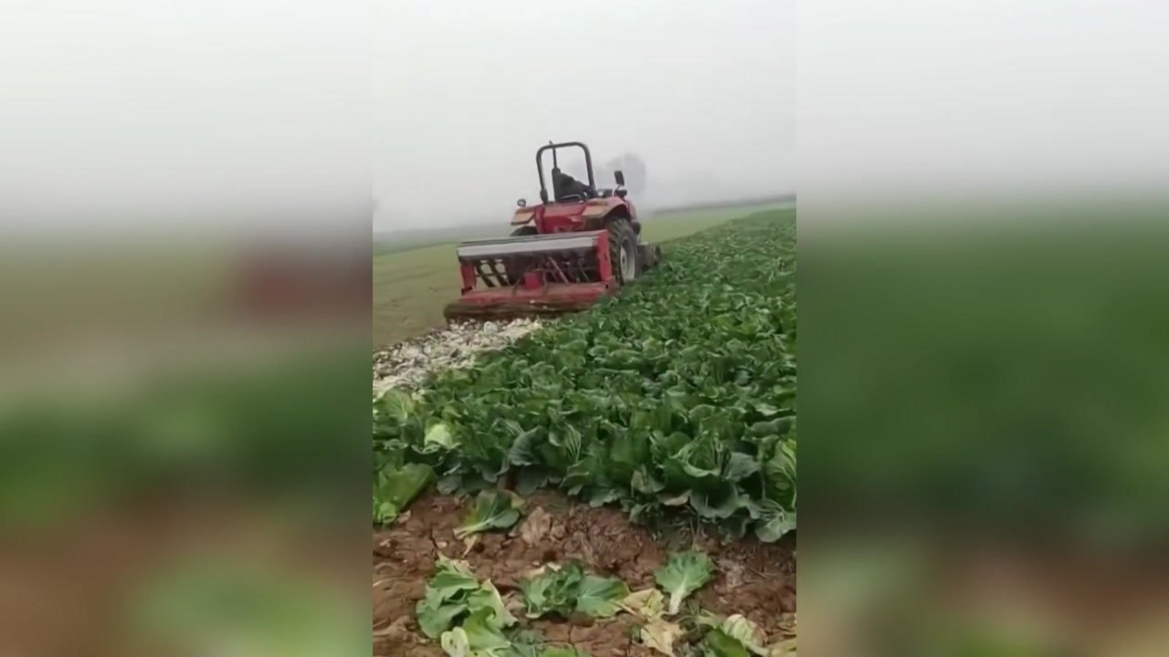 '제로 코로나'에 농사 망쳐...채소밭 갈아엎는 中 농심 / YTN