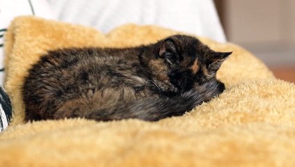 Gata de 26 anos é a mais velha do mundo