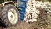 देवरिया: अनियंत्रित ट्राली ट्रैक्टर पलटने से एक मजदूर की हुई मौत, जांच में जुटी पुलिस