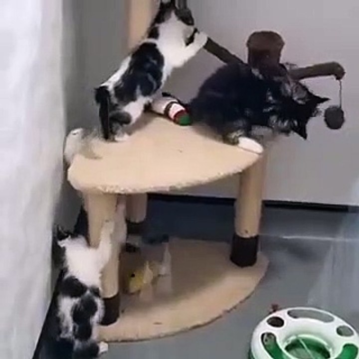 Adorable kittens found abandoned near M1 seek forever home