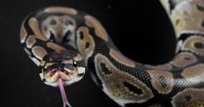 Australie : un python attaque un garçon de cinq ans et regrette son geste