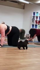 Puppy yoga comes to Peterborough