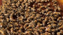 Las abejas de la Isla de Pascua se perfilan como salvadoras