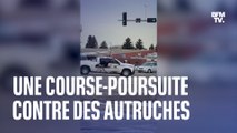 Une course-poursuite contre des autruches au Canada