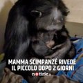 Mamma scimpanzé riabbraccia il suo cucciolo dopo 2 giorni averlo partorito