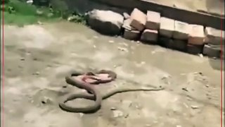 Un serpent s'en va avec une tongue