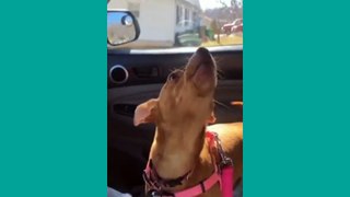 Funny Animal Videos 2022 Part 7 Cute And Funny Dogs Videos