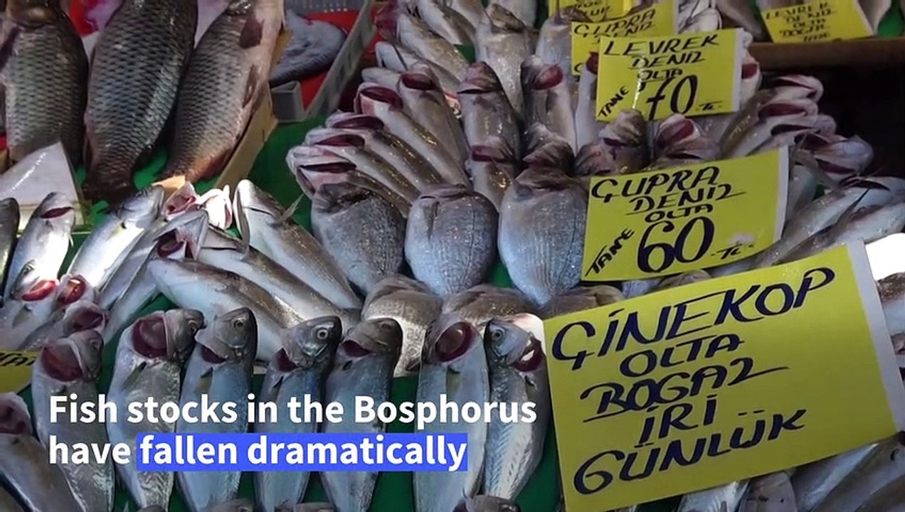 Dwindling Bosphorus fish stocks set alarm bells ringing