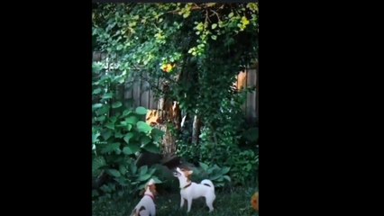 dog try again and again for success.