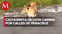 Escapa cachorro de león en Veracruz