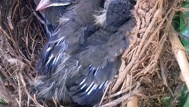 Nascimento de filhotes de sabiá laranjeira